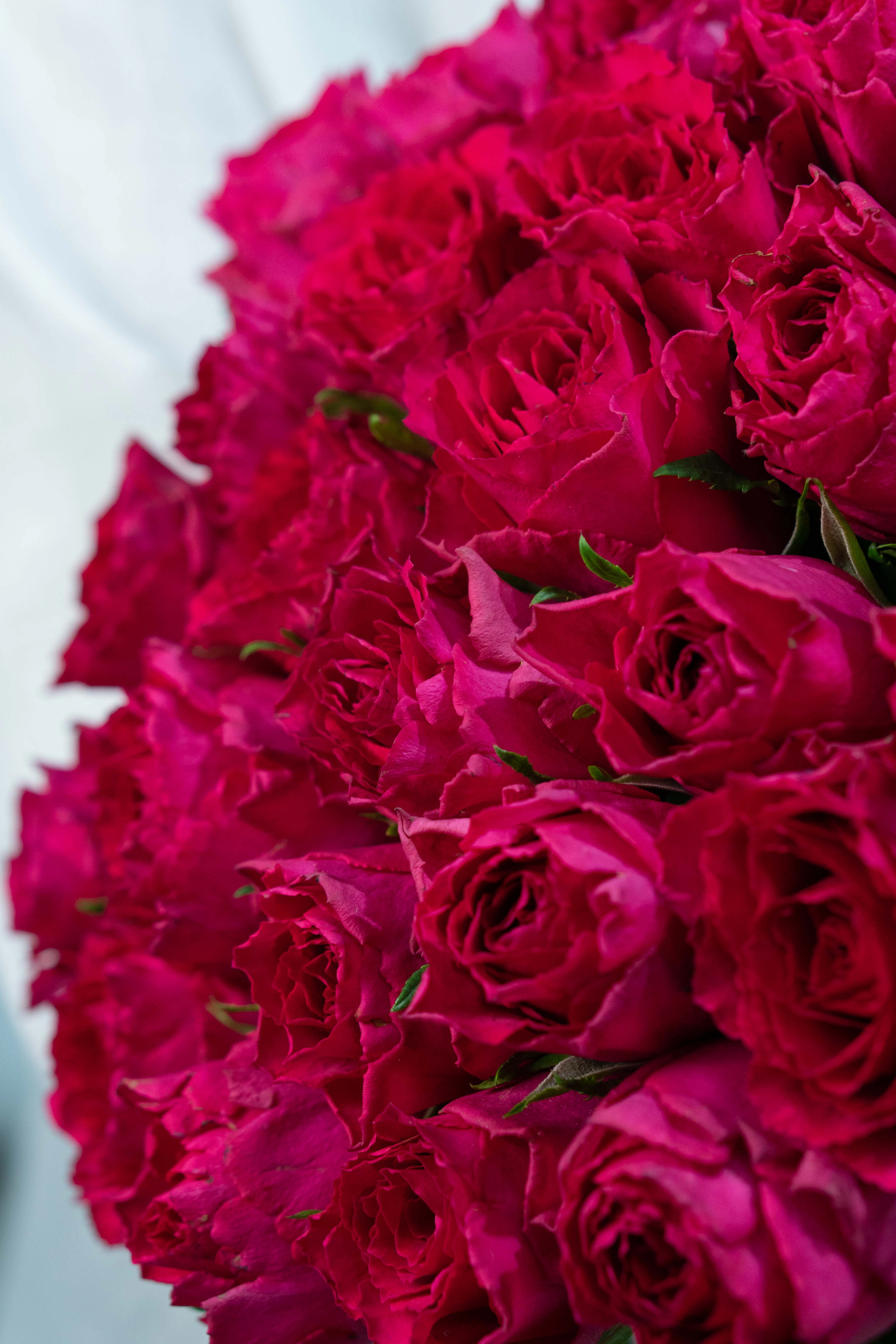 Картинка Букет из 25 малиновых роз Кения 50 см