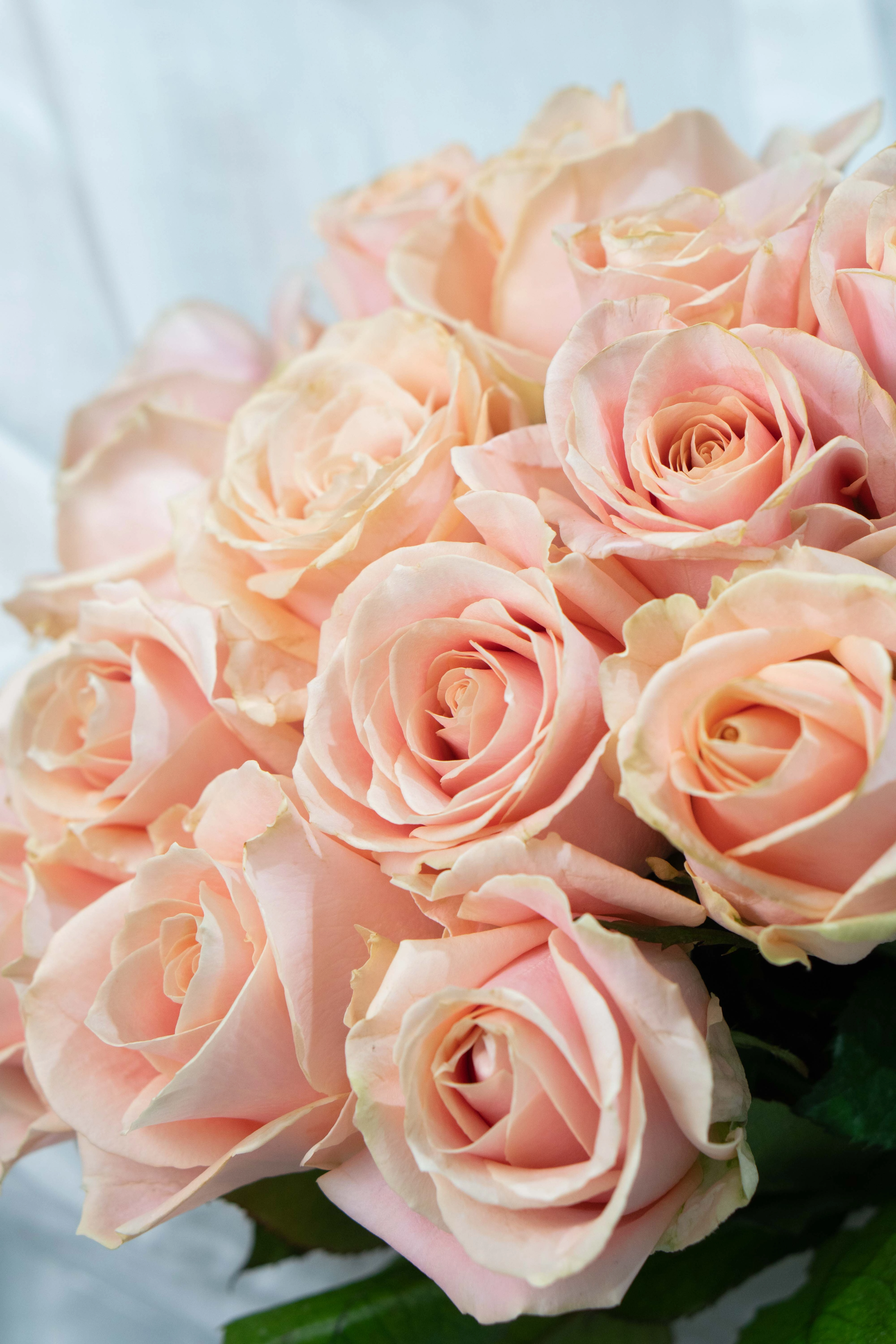 Картинка Букет из 25 роз сорта Перл 60 см