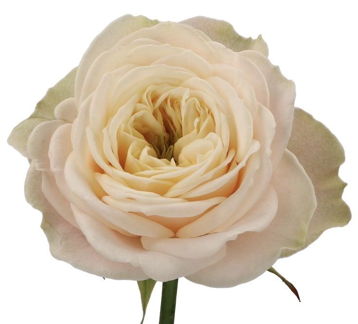 Картинка Роза Дарлингтон