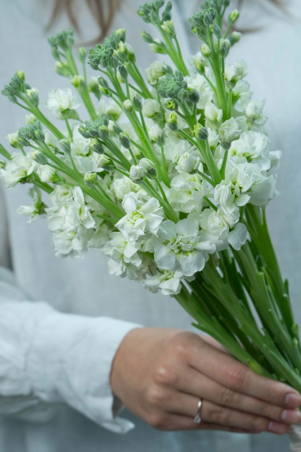 Картинка Букет  из 11 маттиол