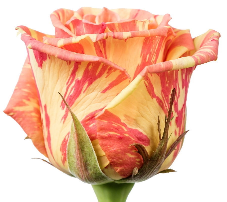 Картинка Роза Фиеста