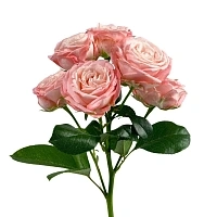 Картинка Роза кустовая Мадам Бомбастик Кения