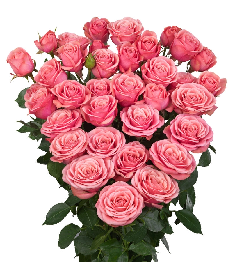 Картинка Роза кустовая Доминика Кения