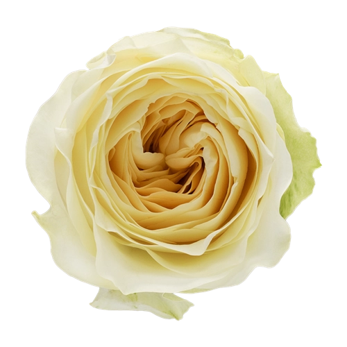 Картинка Роза Баттеркап