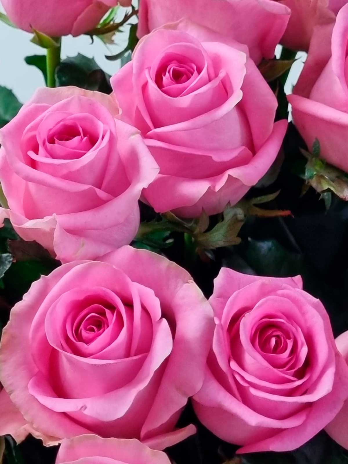 Картинка Букет из 21 розы "Миранда" 70 см