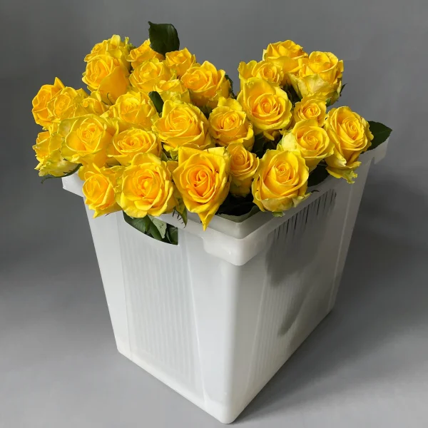 Картинка Роза Пенни Лейн