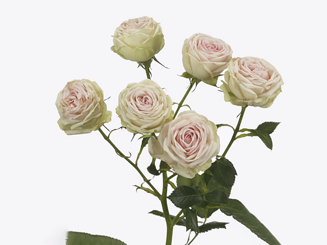 Картинка Роза кустовая Свит Джелато Кения