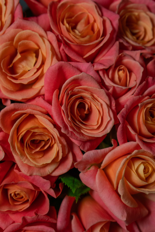 Картинка Букет из 45 роз Мисс Пигги  40 см