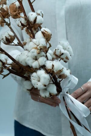 Картинка Букет из 5 веток хлопка "Натура"