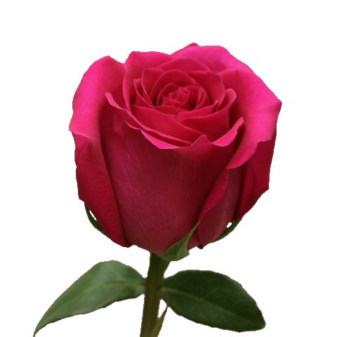 Картинка Роза Пинк Флойд