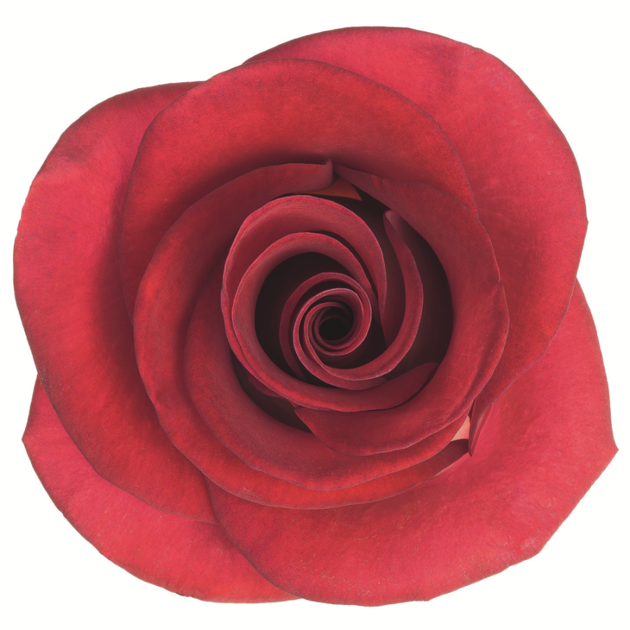 Картинка Роза Блюз