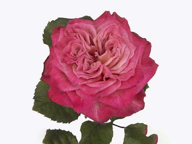 Картинка Роза Шеффилд парк