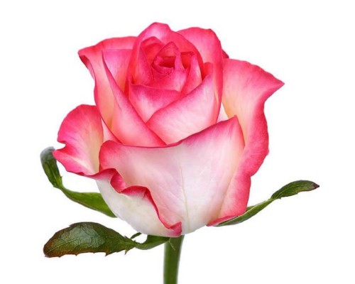 Картинка Роза Джумилия