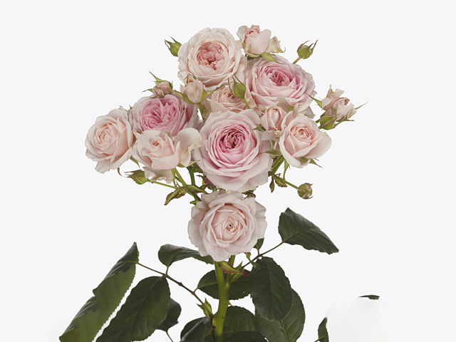 Картинка Роза кустовая Фатал Аттракцион Кения