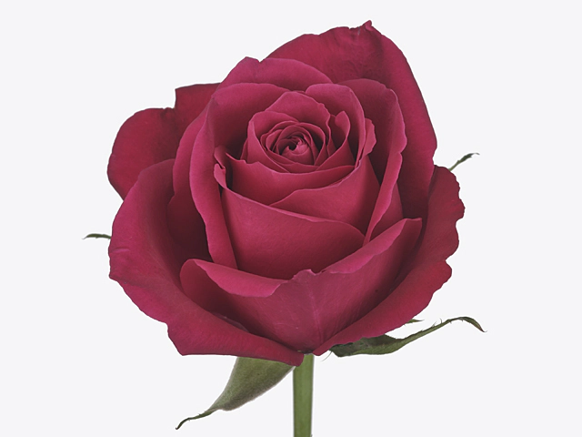 Картинка Роза Айс Цериз