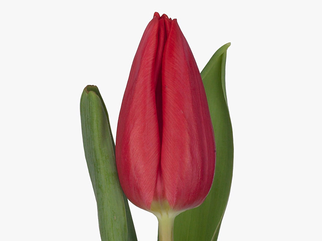 Картинка Тюльпан красный