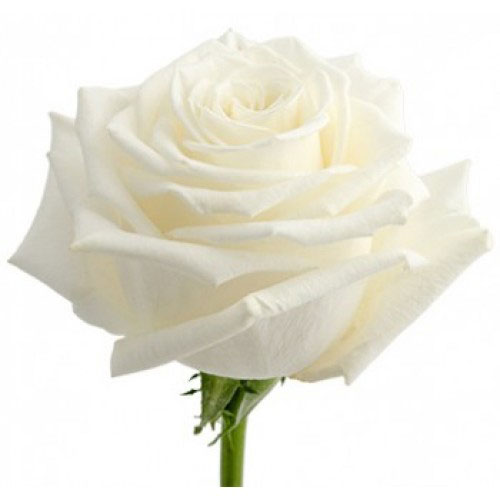 Картинка Роза Плайя Бланка