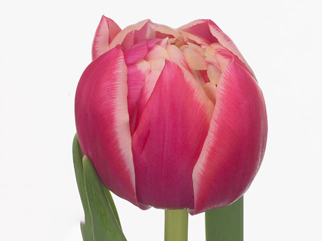 Картинка Тюльпан пионовидный Колумбус