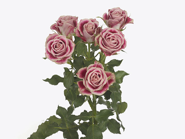 Картинка Роза кустовая Флиндерс Лейн Кения