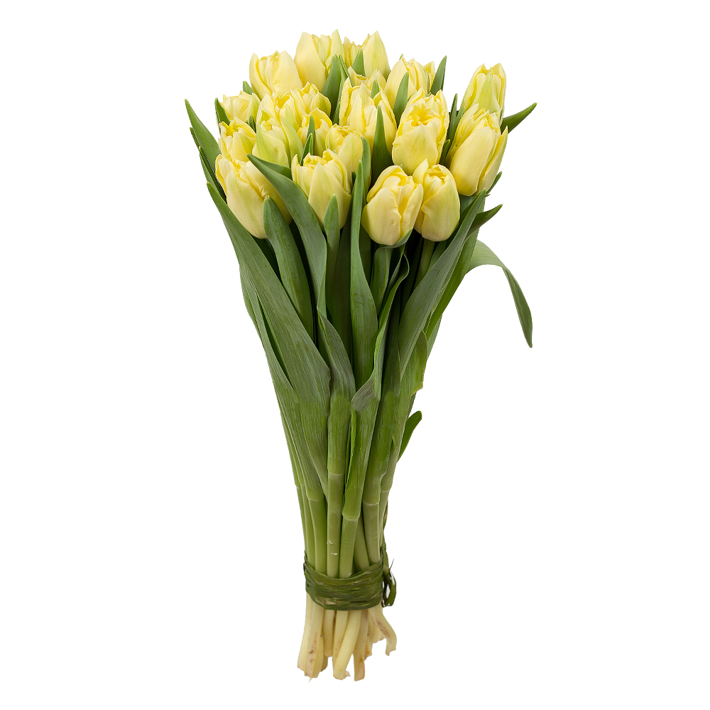 Картинка Тюльпан пионовидный лимонный