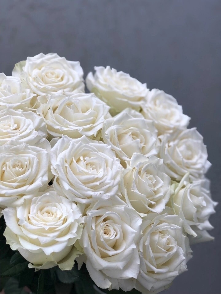 Картинка Роза Айс Брейкер