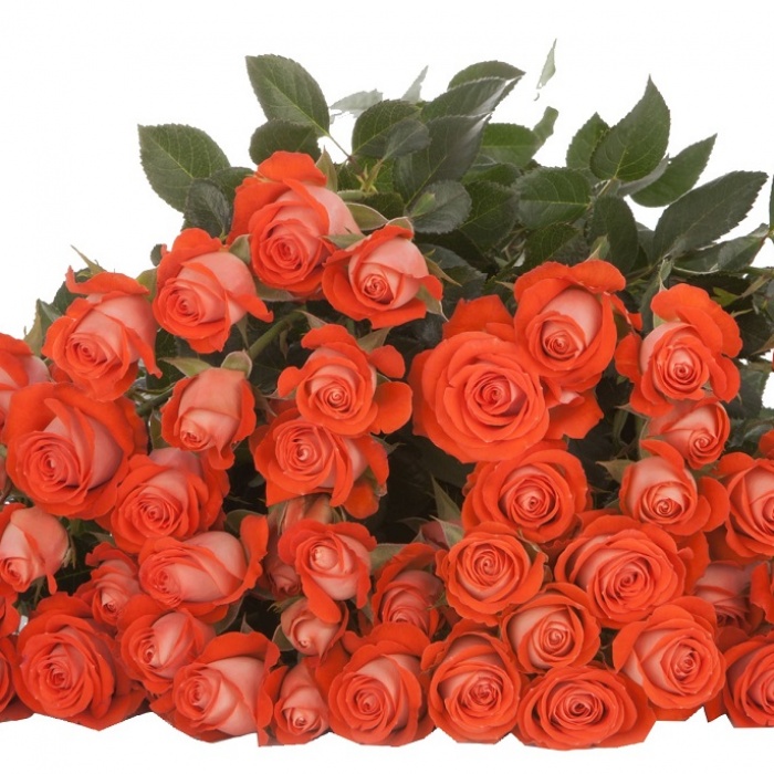 Картинка Роза кустовая Задик Кения