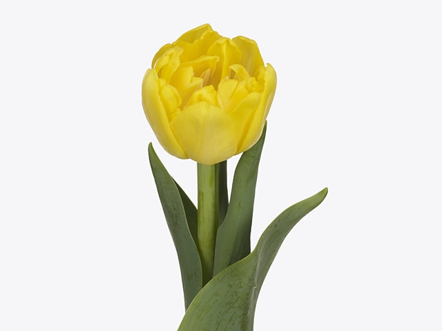 Картинка Тюльпан пионовидный лимонный
