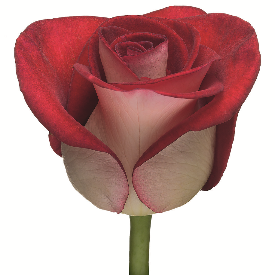 Картинка Роза Блюз