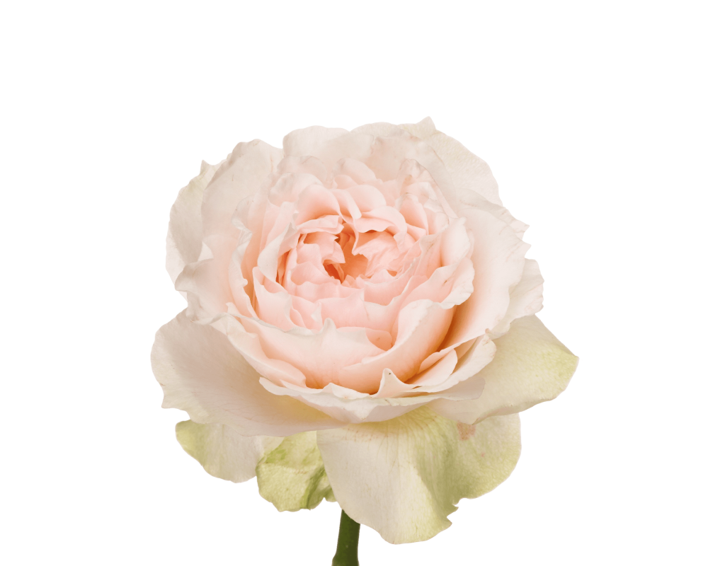 Картинка Роза Викториан Брайдл