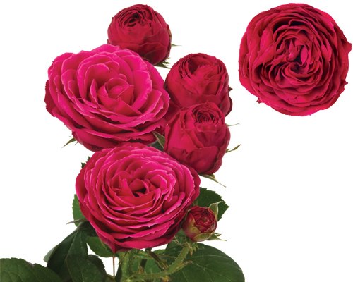 Картинка Роза кустовая Ред Лейс Кения