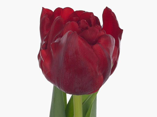 Картинка Тюльпан пионовидный красный