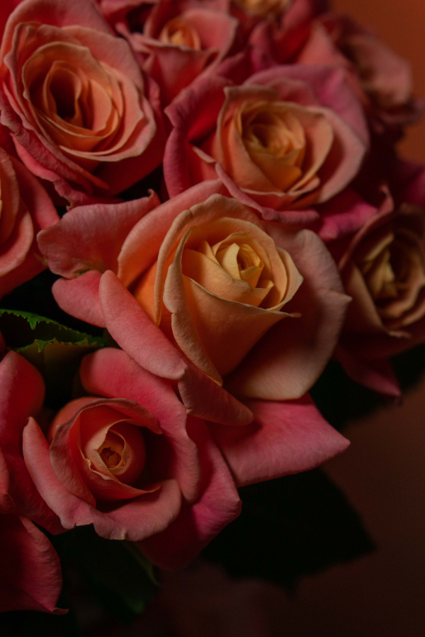 Картинка Букет из 45 роз Мисс Пигги  40 см