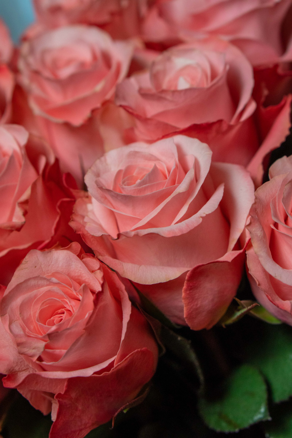 Картинка Роза Би Свит