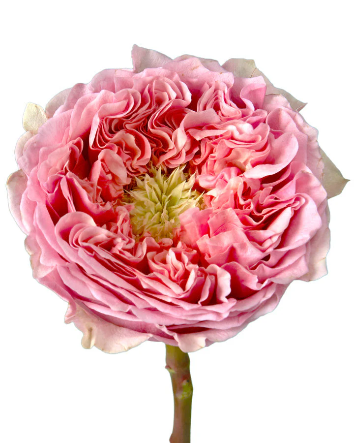 Картинка Роза Свит Ай