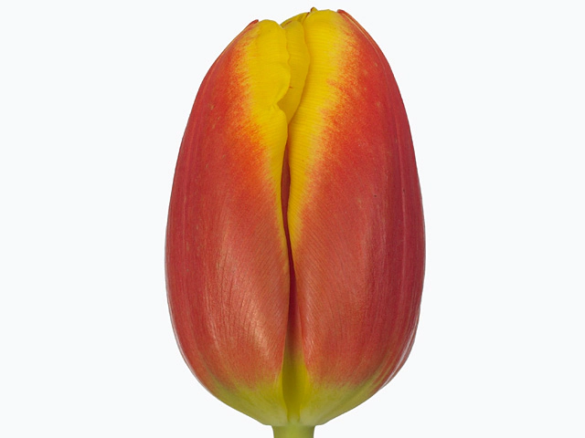 Картинка Тюльпан красный с желтой оконтовкой