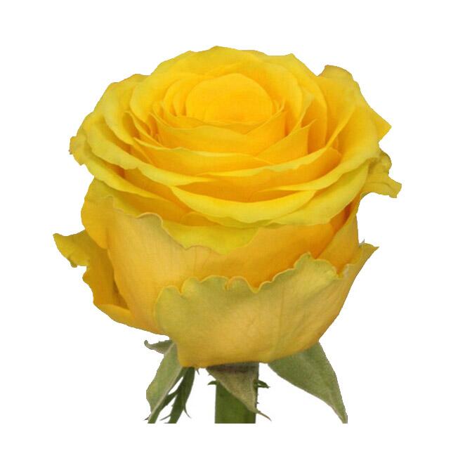 Картинка Роза Пенни Лейн