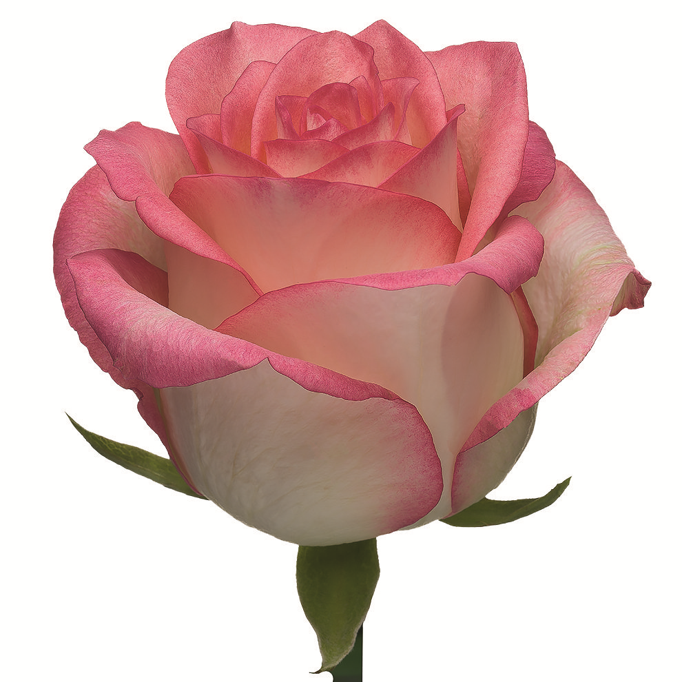 Картинка Роза Джумилия