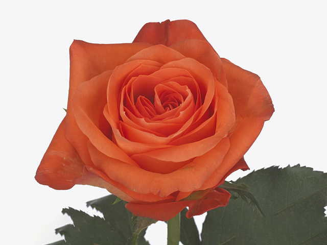 Картинка Роза Копакобана