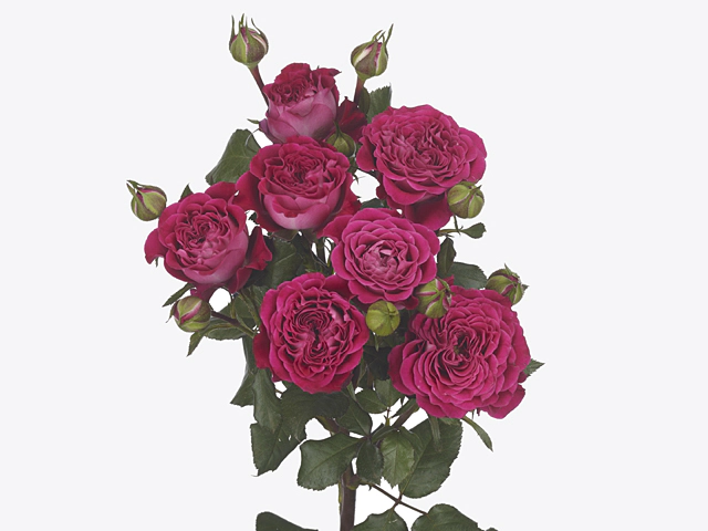 Картинка Роза кустовая Черри Блоссом Кения