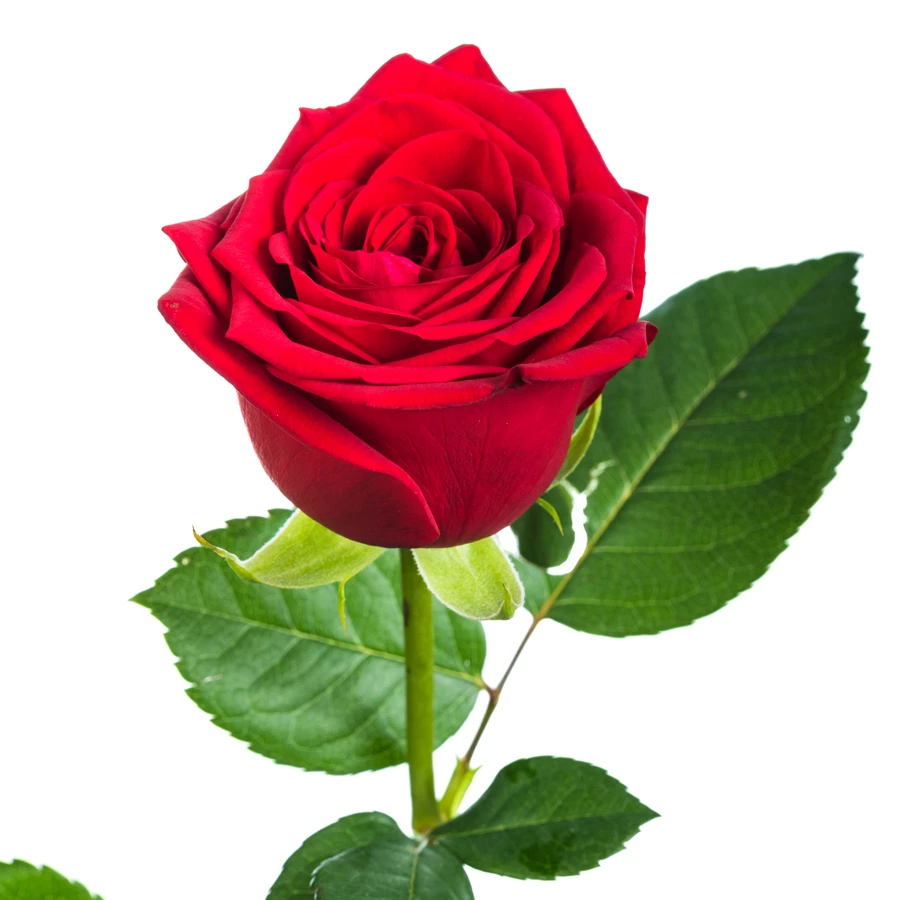 Картинка Роза Скайворд