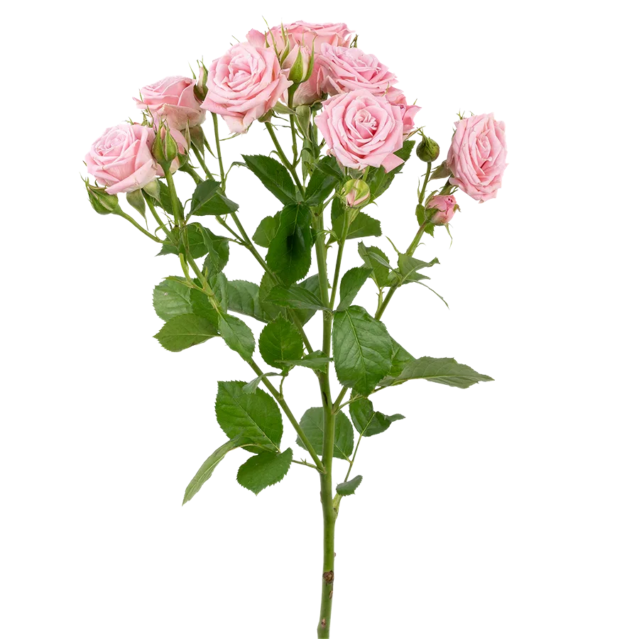 Картинка Роза кустовая Одилия