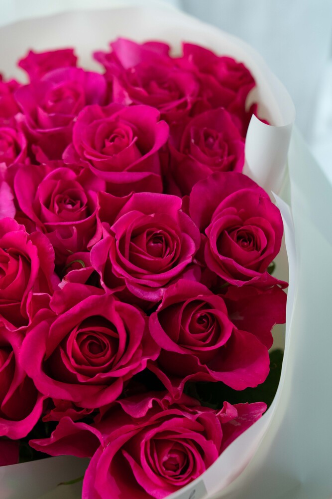 Картинка Роза Черри Аваланж