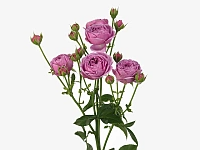 Картинка Роза кустовая Мисти Баблс Кения