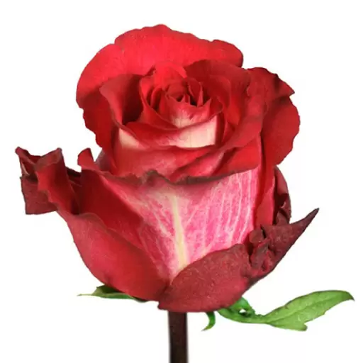 Картинка Роза Игуазу