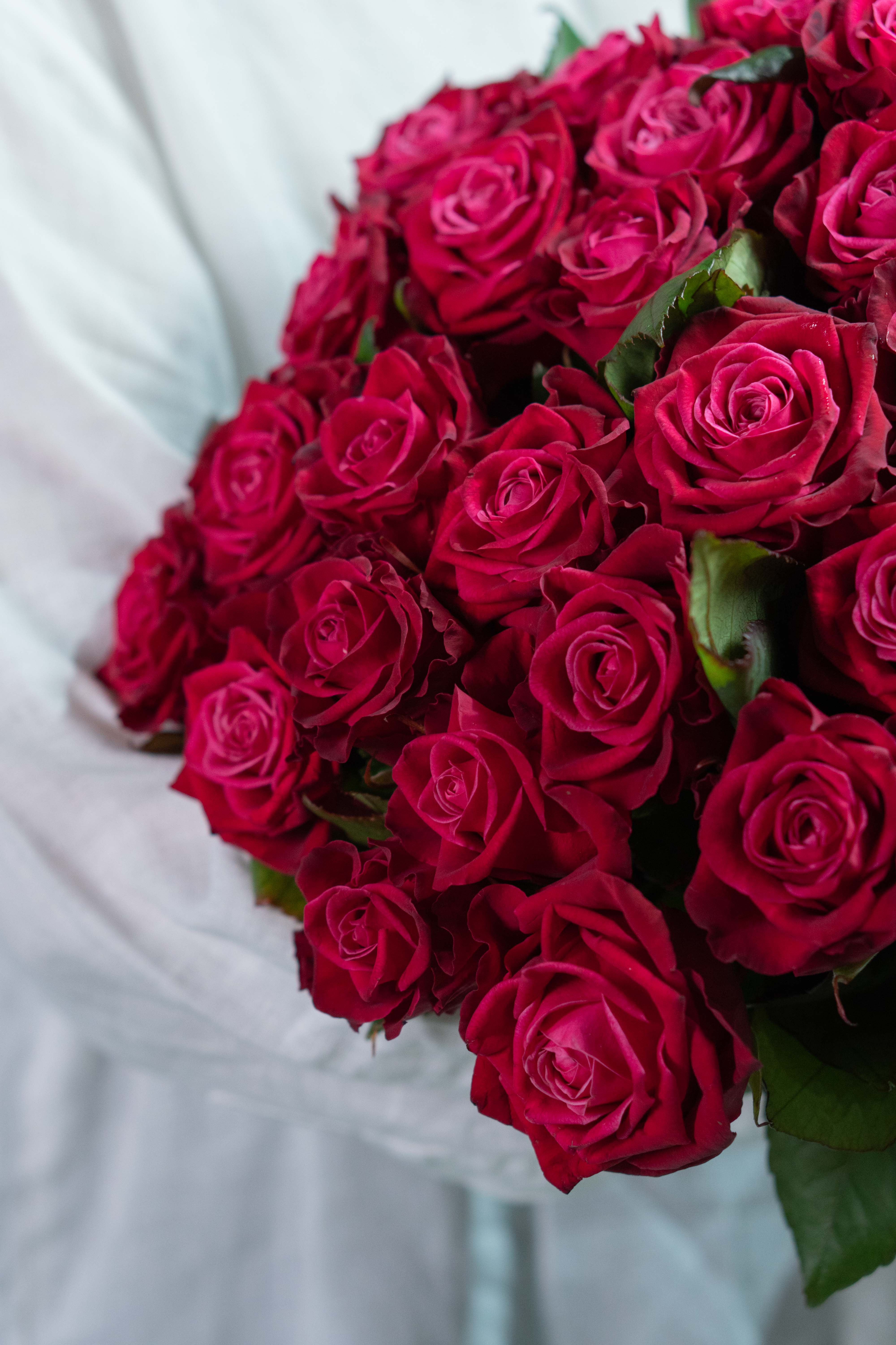 Картинка Роза Адмирал