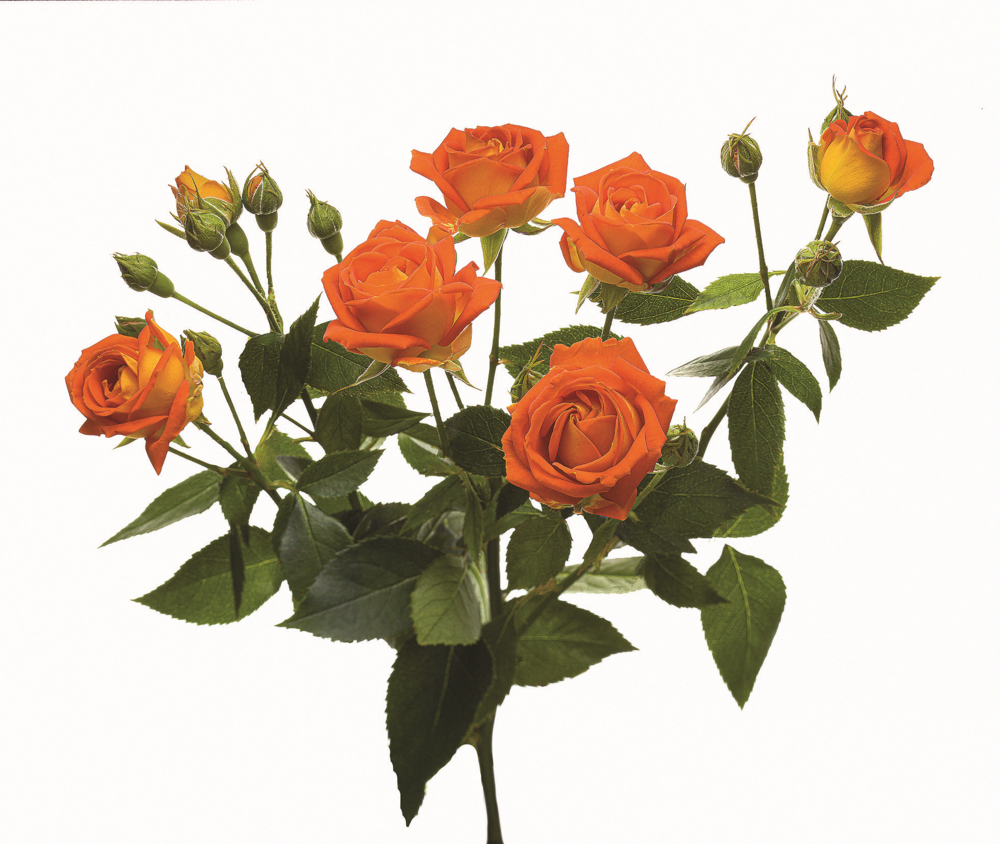 Картинка Роза кустовая Кинг Баблс