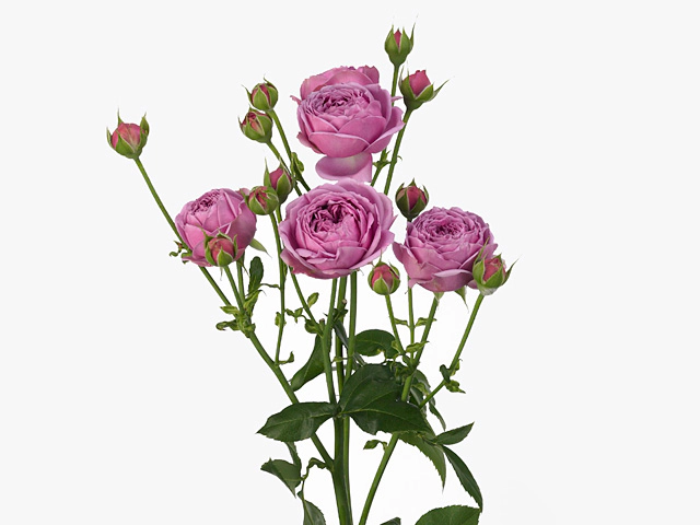 Картинка Роза кустовая Мисти Баблс