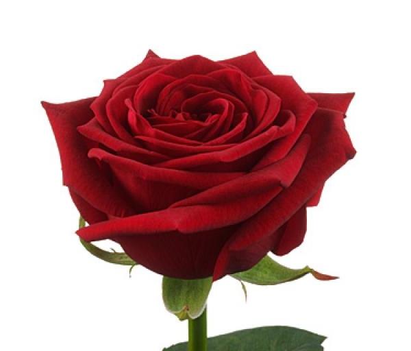 Картинка Роза Марун