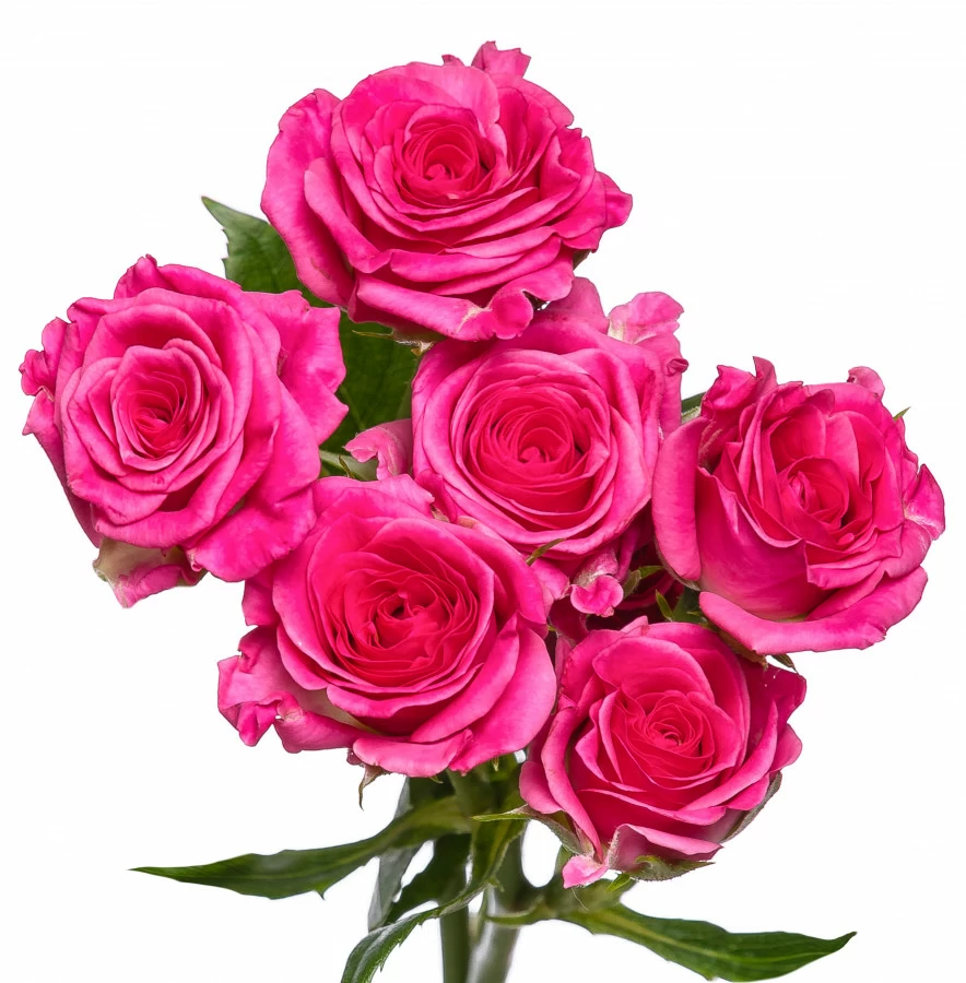 Картинка Роза кустовая Лиана Кения