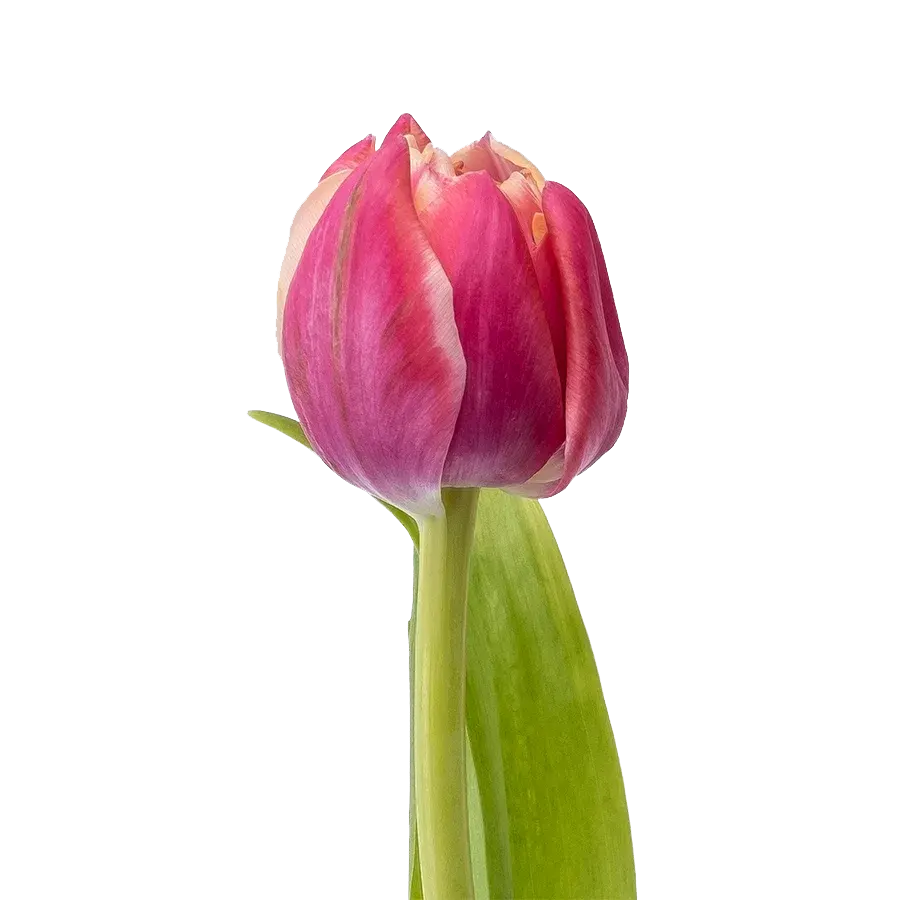 Картинка Тюльпан пионовидный Колумбус